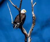2016 11 21 RedWingEagles 011